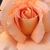 Pomarańczowy - Róża wielkokwiatowa - Hybrid Tea - Apricot Silk
